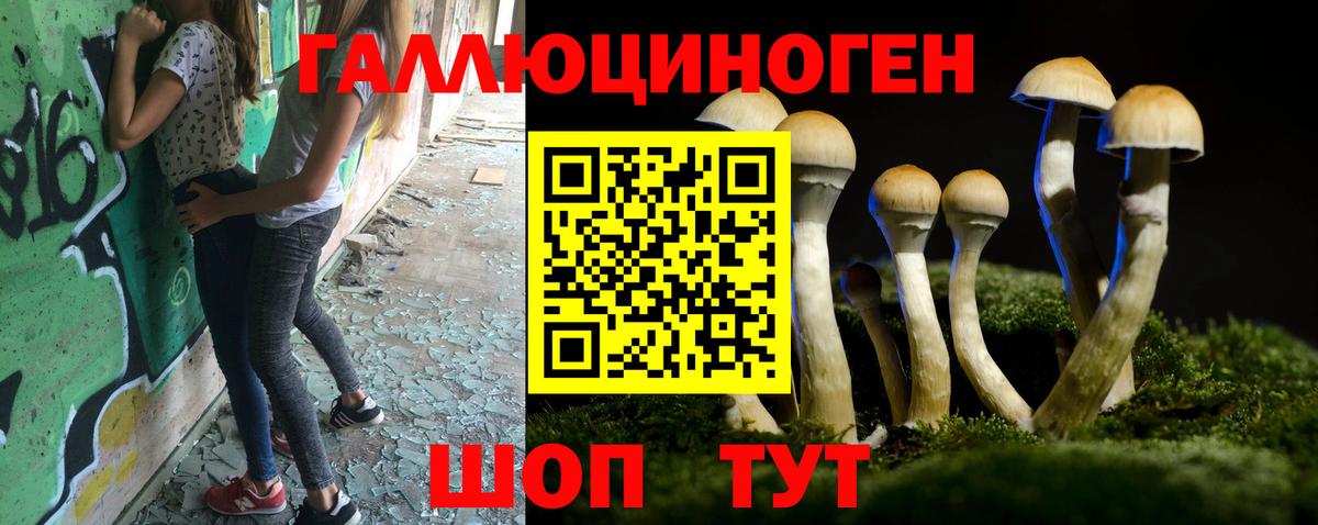 Галлюциногенные грибы Psilocybine cubensis Урус-Мартан